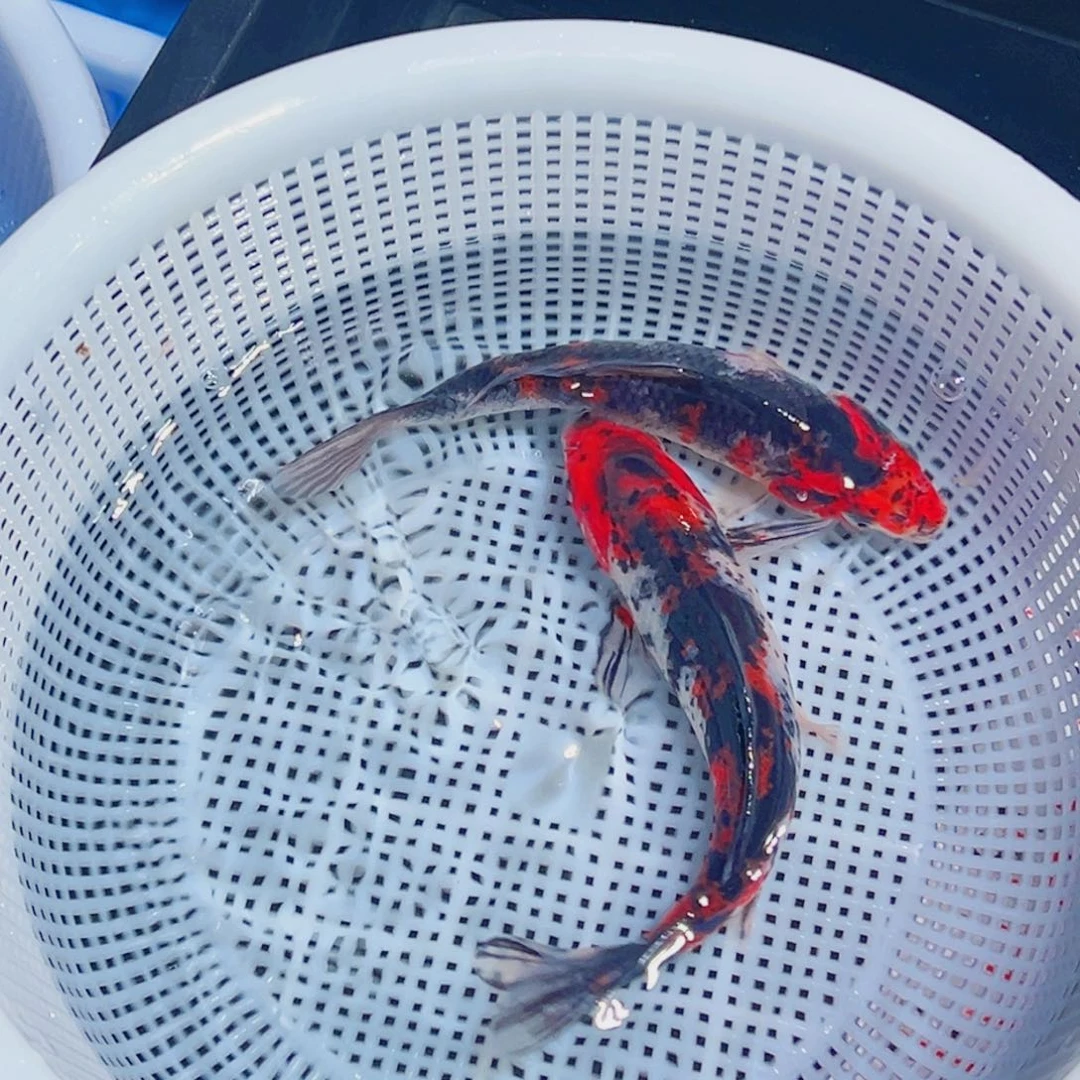 锦鲤锦鲤观赏鱼1111