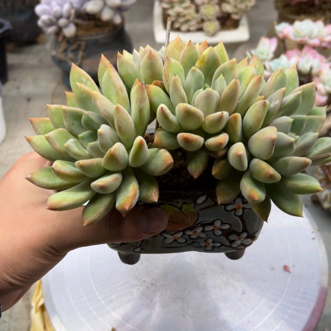 象牙18 零零多肉植物