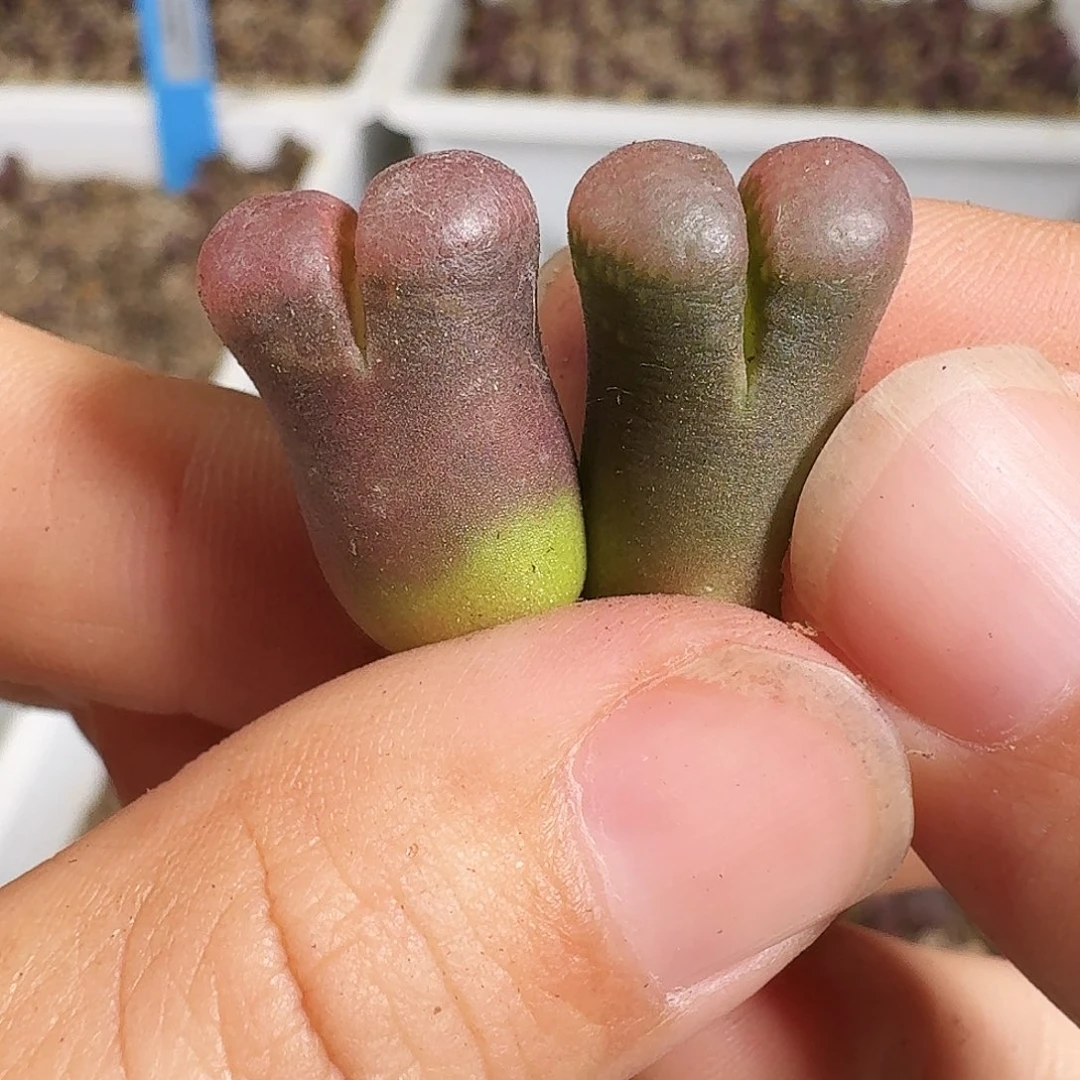 多肉植物福利风铃258