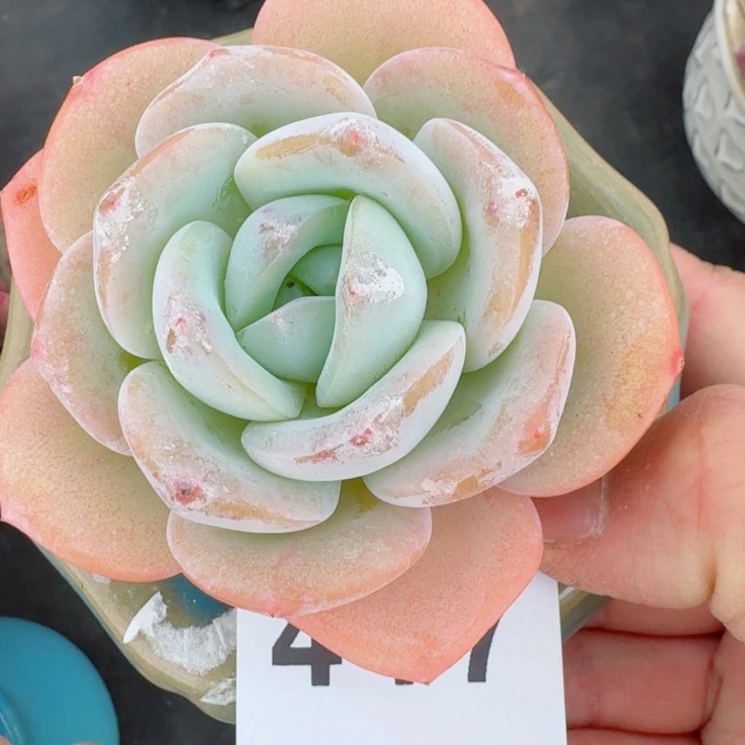 雪茶优选      愿你一路坦途，乘风破浪展宏图