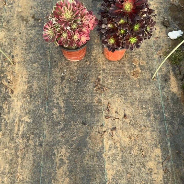 一单包邮不包侧枝72