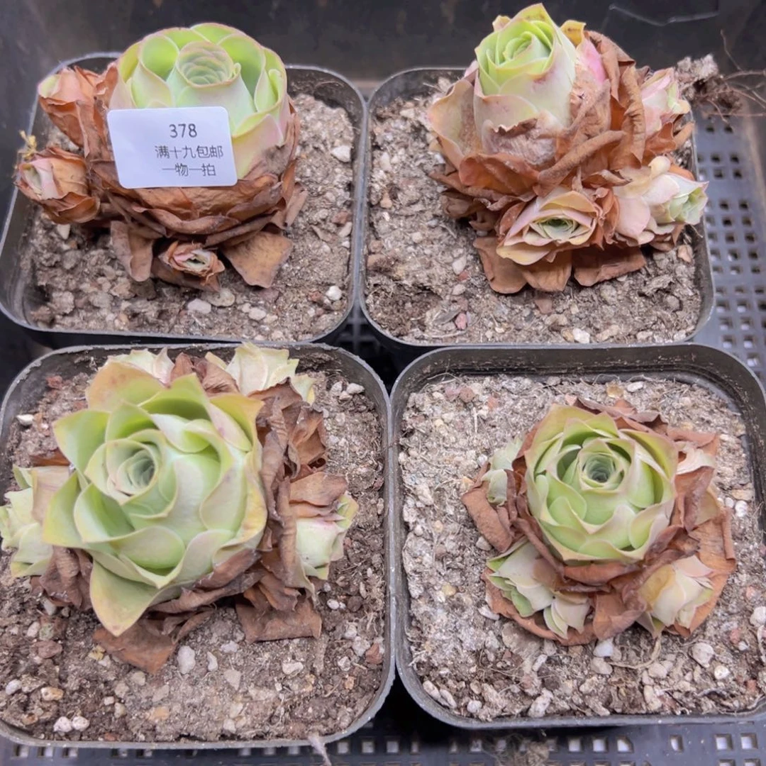 侧牙掉了不包损无售后378