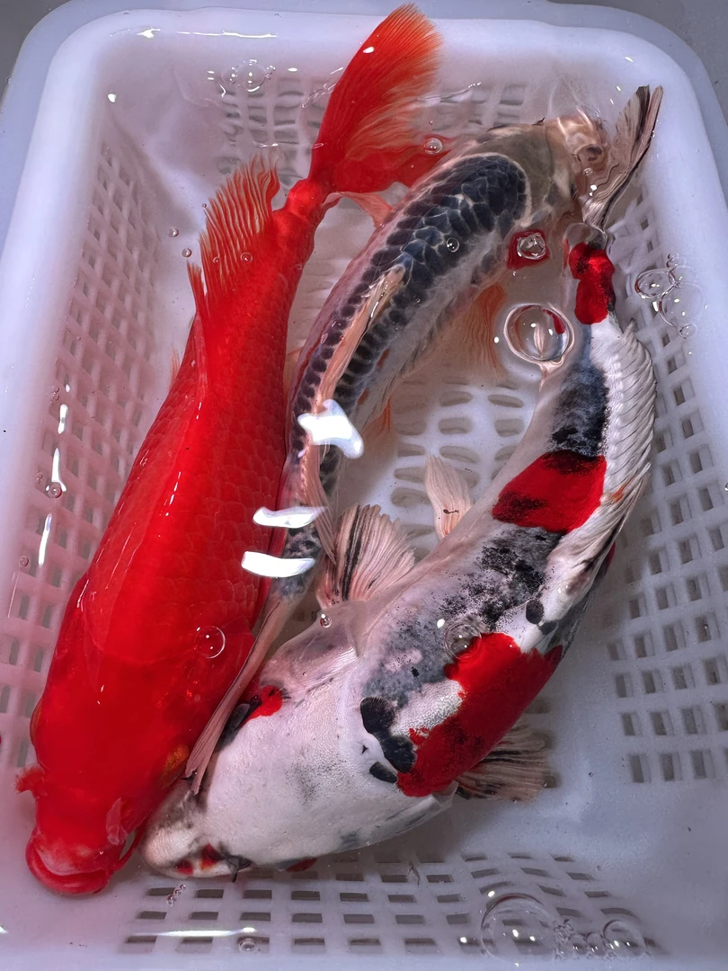 【三条装】18-23红蝴蝶1彩龙1蓝龙1观赏鱼锦鲤包邮