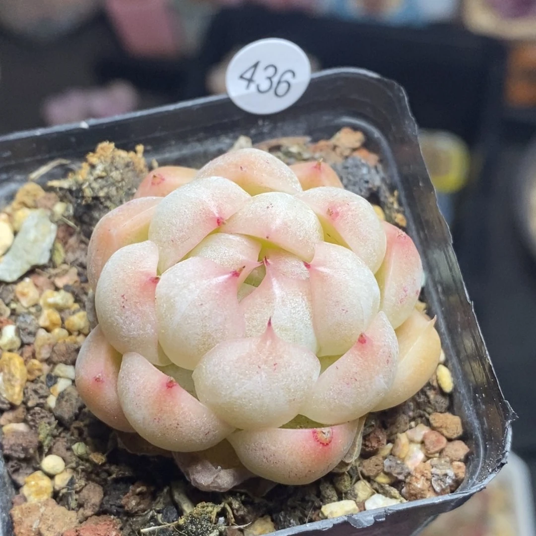 28包邮迷你肉肉MZ436