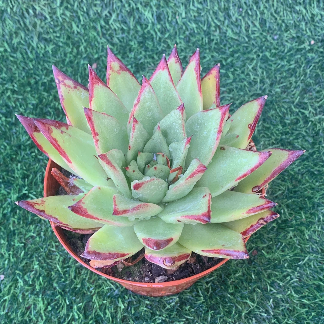 口红单头6-8CM【花界草堂】精品多肉阳台盆栽新手易养一单包邮