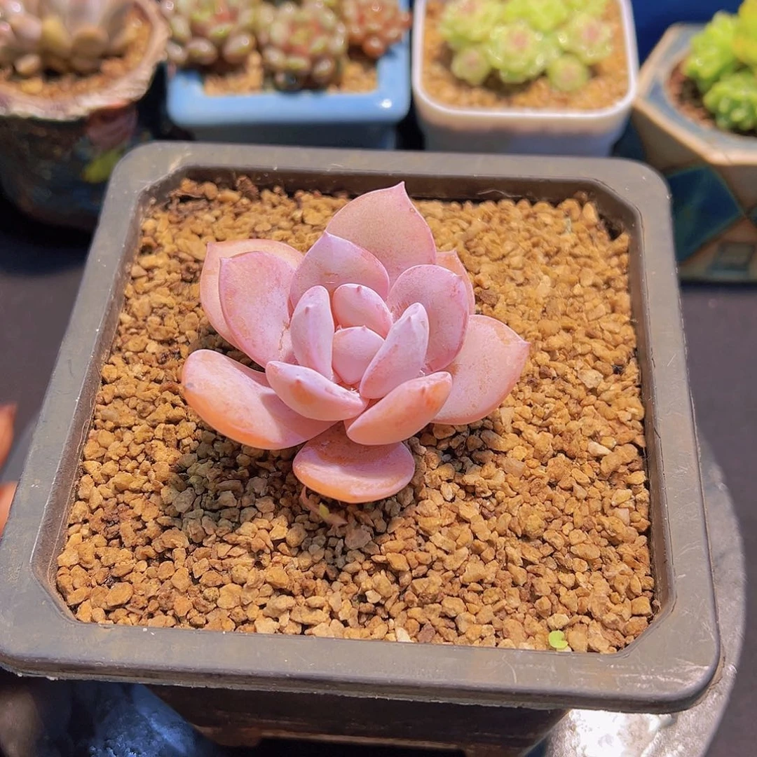 糖**光奶茶，多肉植物，