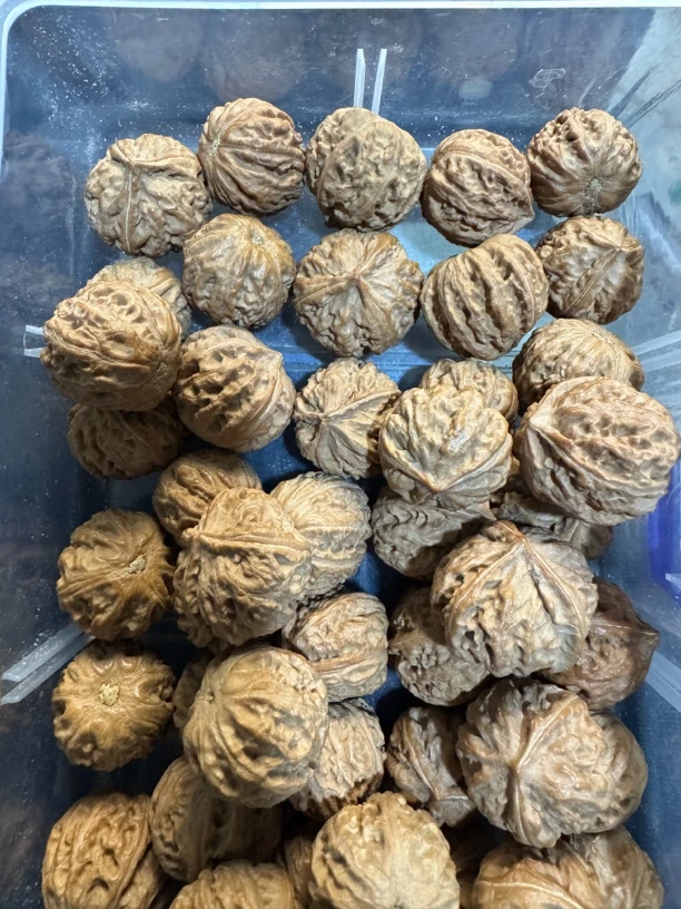 秋子三棱文玩小手捻佳品-单颗价格，需要多大野生小秋子秋子手串