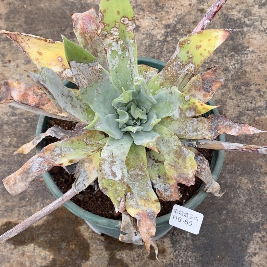 60号普夫瑕疵瑕疵