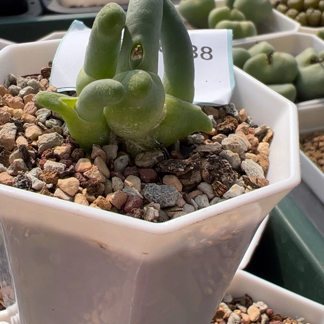 26-38亲指姬多肉植物，