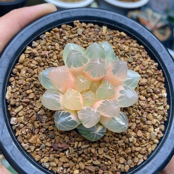 糊斑龙爪玉露锦十二卷多肉