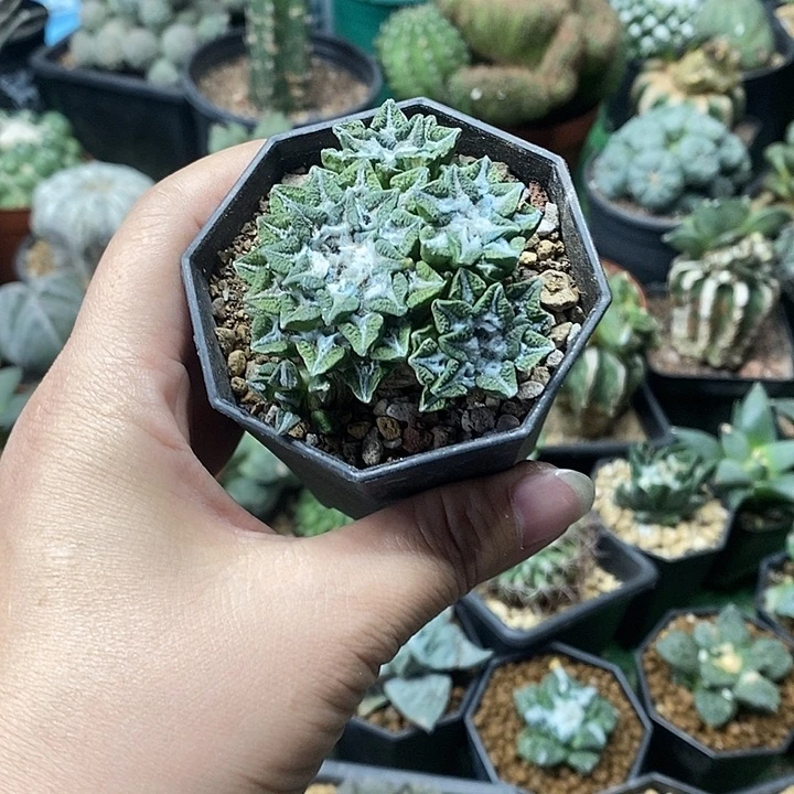 1号黑牡丹群6公分