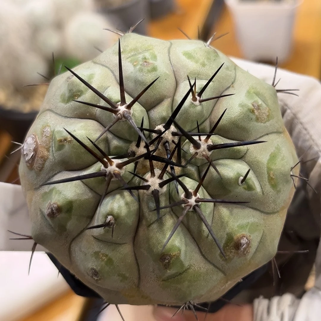 潮流植物 黑王丸 实生7.6公分