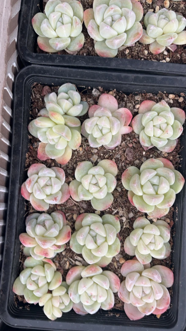 框拍多肉切糕，以直播间拍下为准，不售后