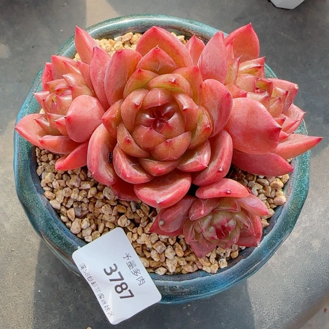 珍妮群，3787多肉植物