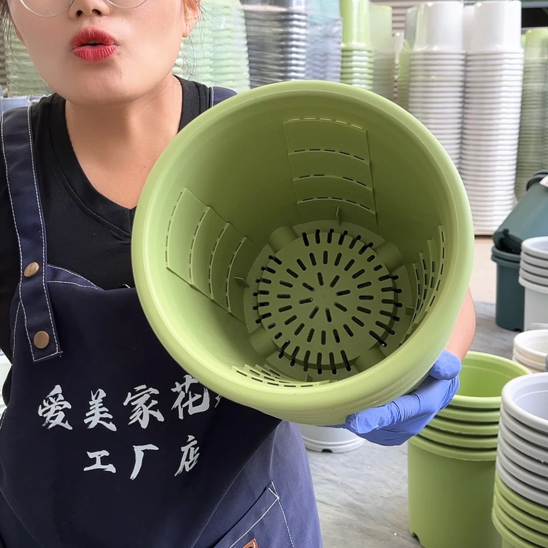 玫瑰盆240果绿色5个无托