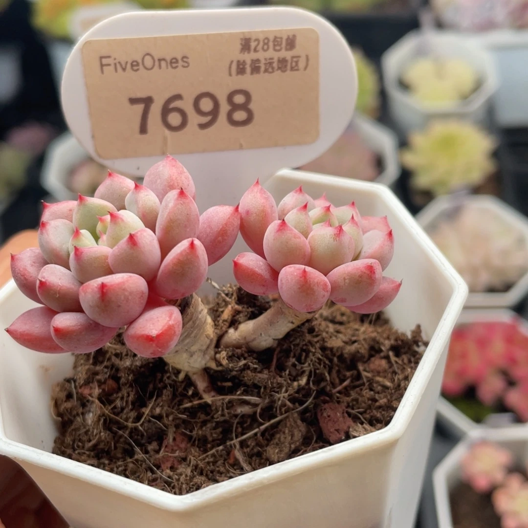 雪桃7698-5.5厘米