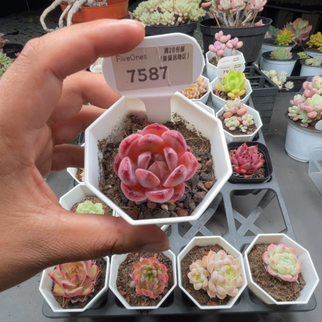 7587黑武士4.0厘米