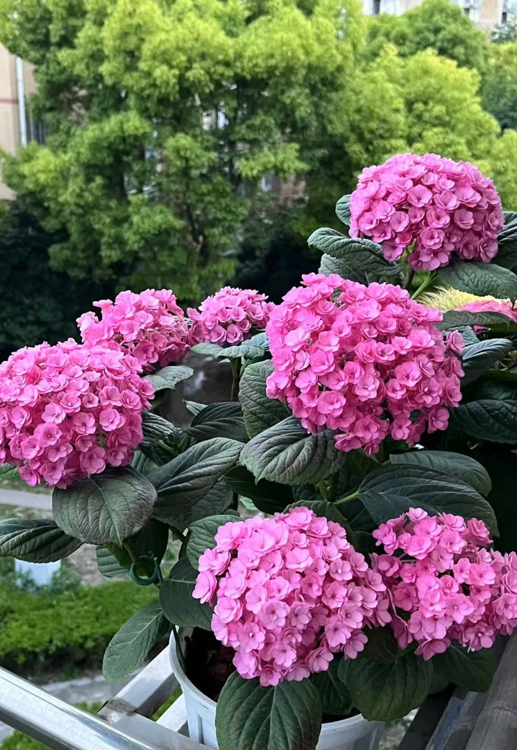 【太阳神殿】 1加仑盆 庭院阳台新手好养绿植 盆栽植物