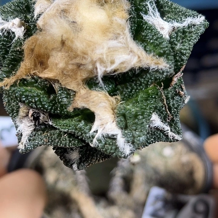 辛顿牡丹279仙人球
