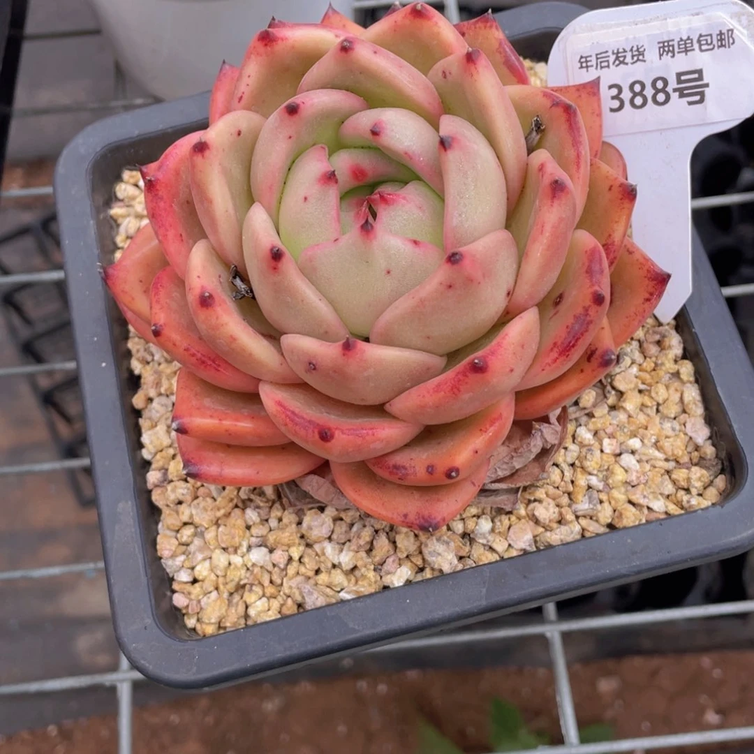 388号 丸叶韩货大皮蛋单头一个