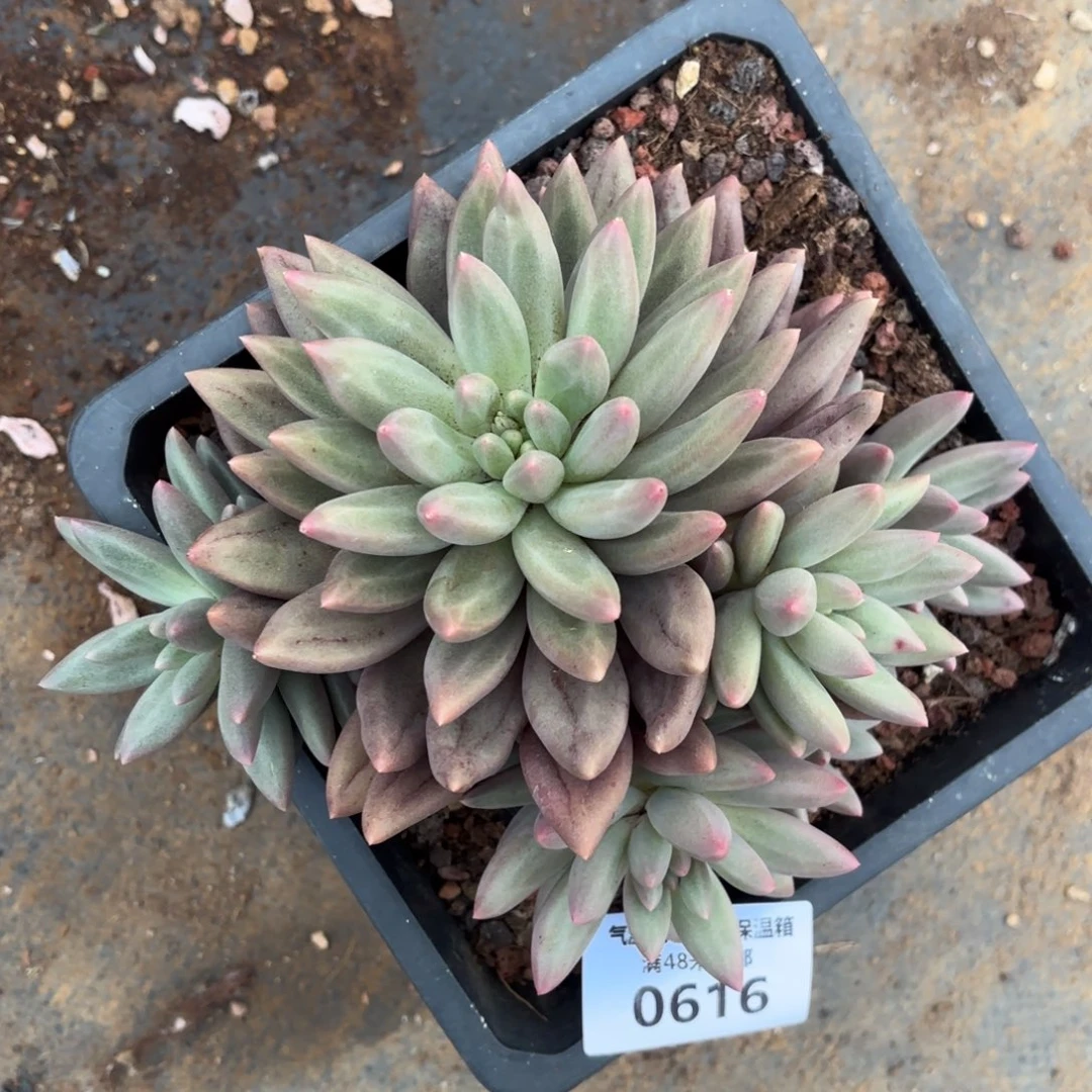 华****金0616美人杂多肉