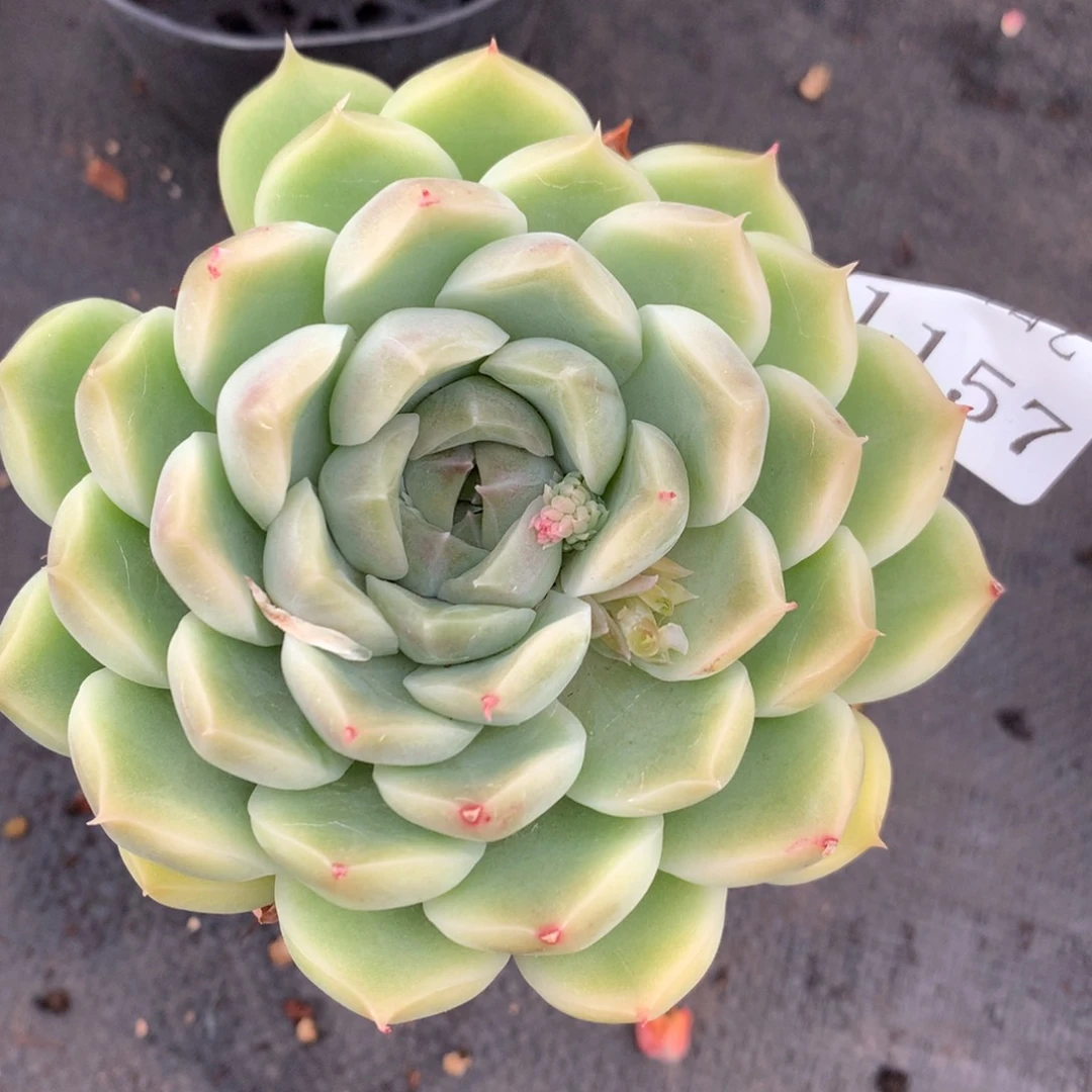 1157杂交精品基地10厘米