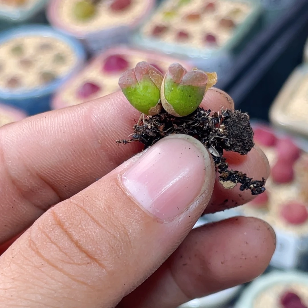 无花朵S****_7807--一物一拍