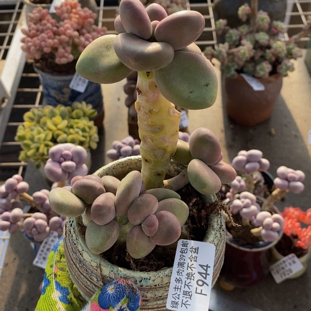 芒果奶酪944/8cm有砍