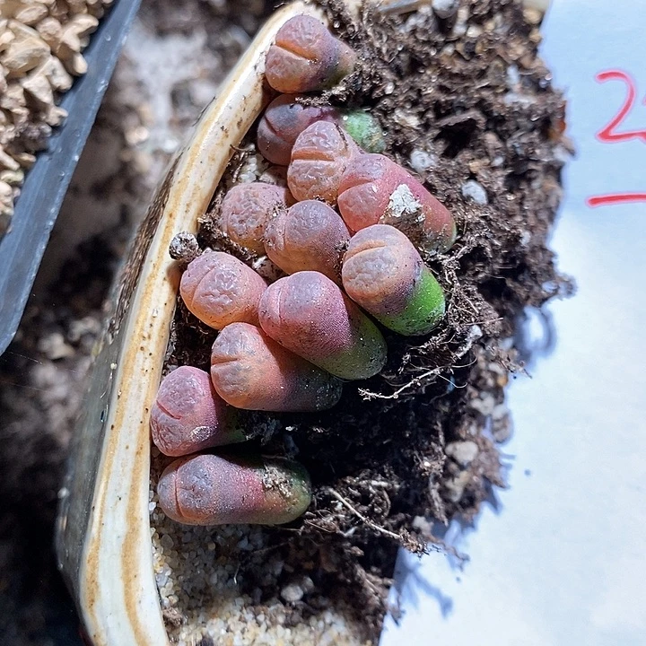 22417。   c10风铃一颗。