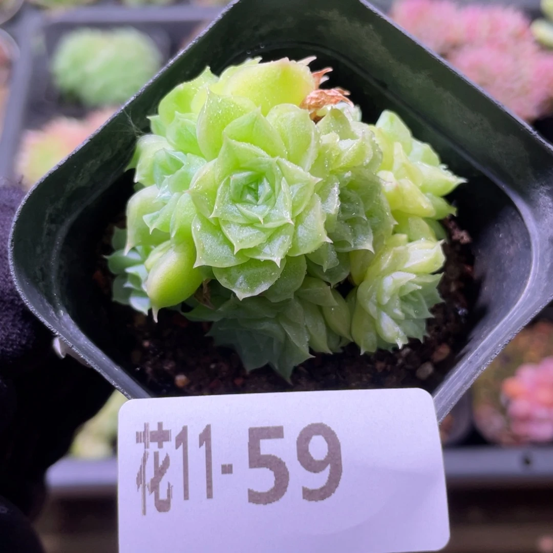 花利美11-59麦秆群