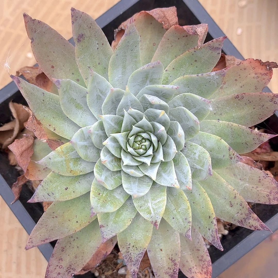 璇叶苹果叶雪山老桩