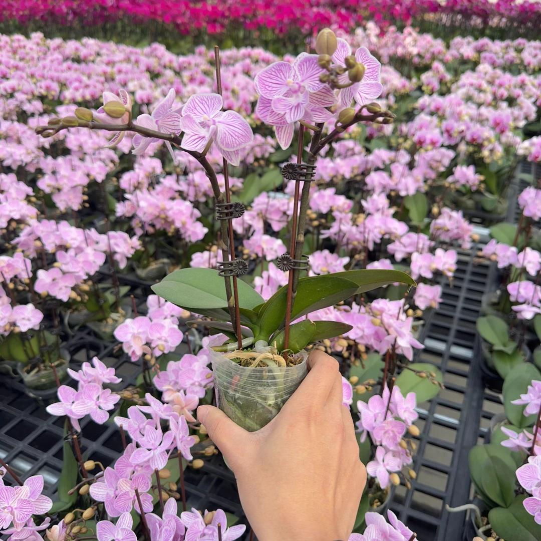 【樱花】蝴蝶兰 粉紫色系进口欧品品种 好看耐养 送人送礼