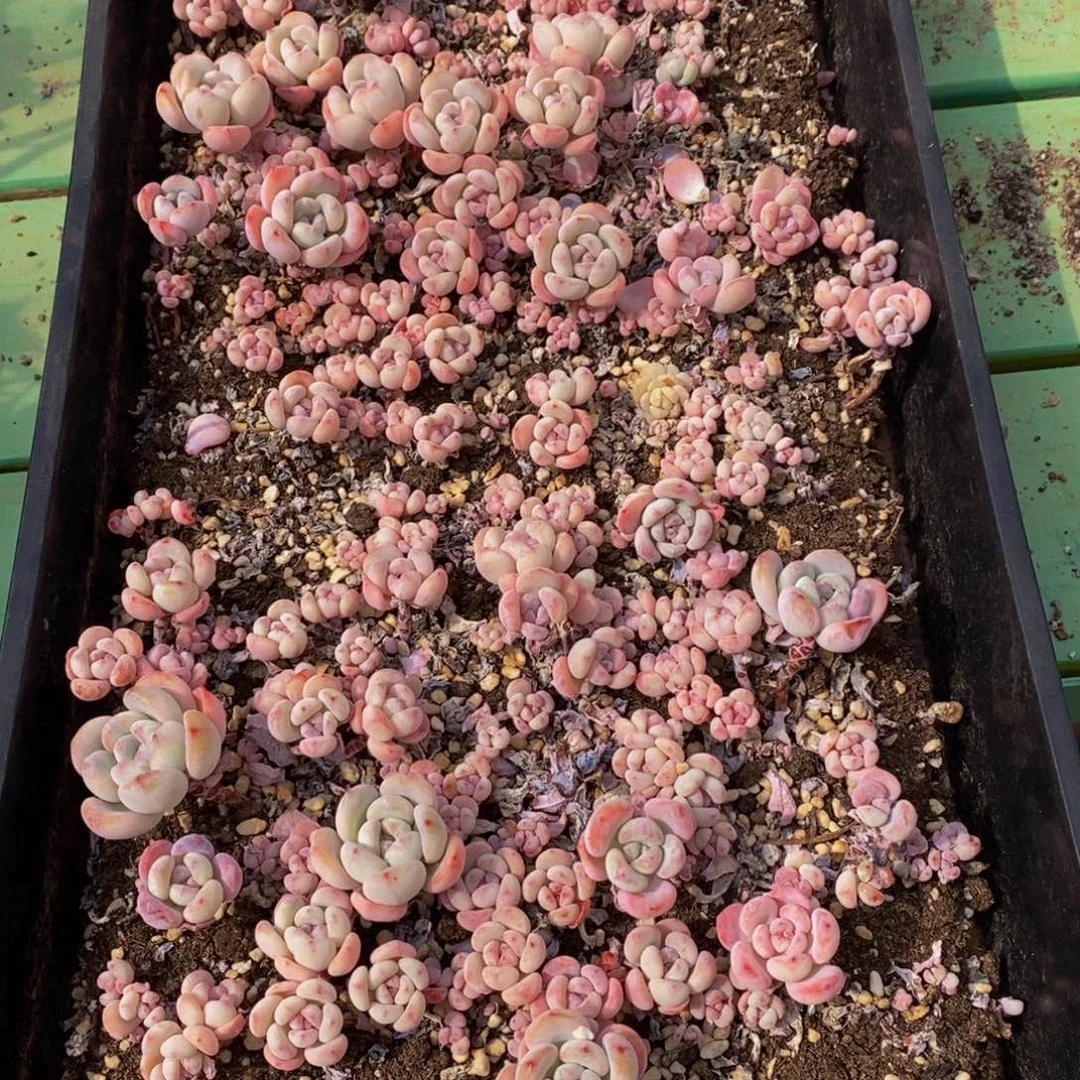 020多肉植物保护研究所所长