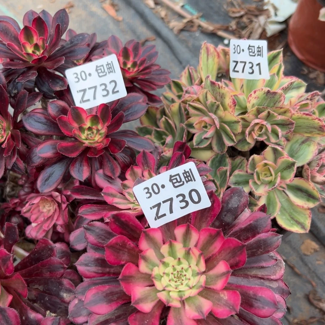 3颗多肉法师组合