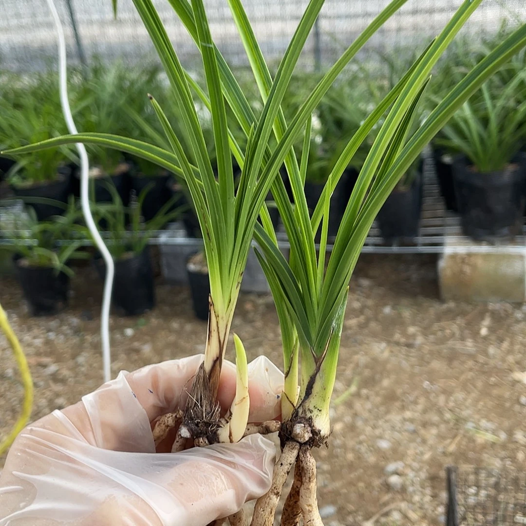 君***兰完全开放康康康兰