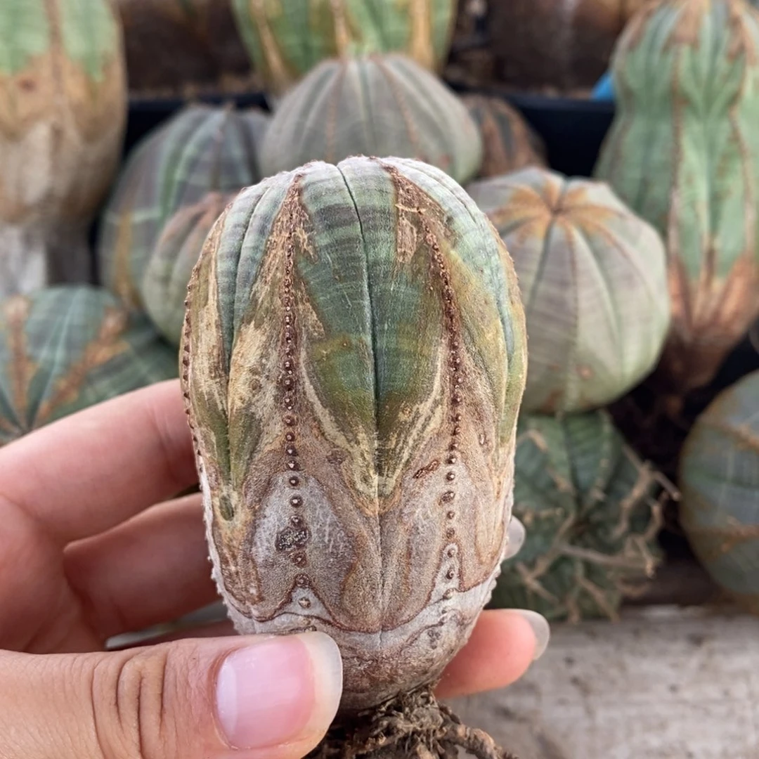 25欧系实生布纹球一物一拍