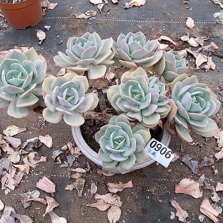 燕*0906。。。。。。。。。。。。。。。