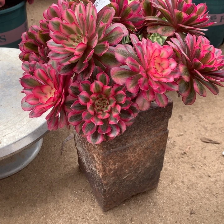 二**姨200白月光多肉植物