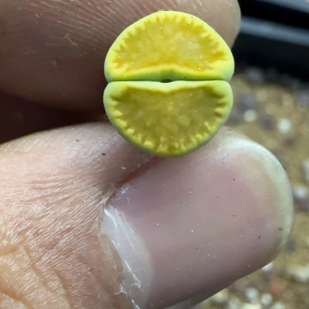 110生石花大棚直播