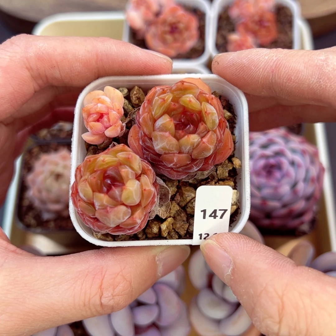 好好看147、哈哈哈哈