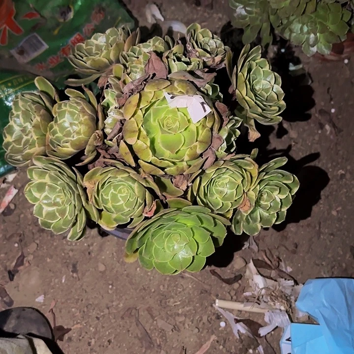 972孔雀翎多肉植物不售后