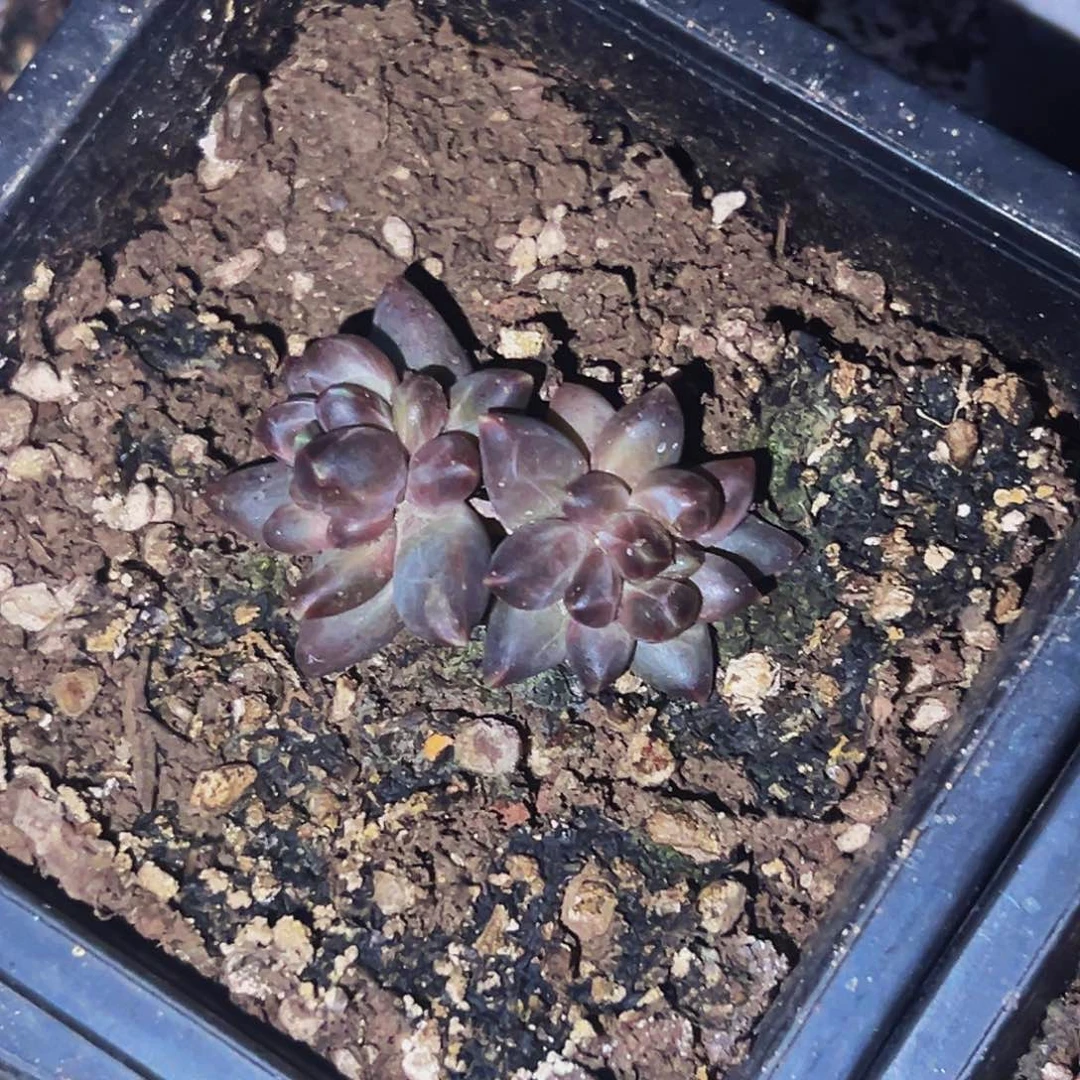 桔云多肉美人精品系列