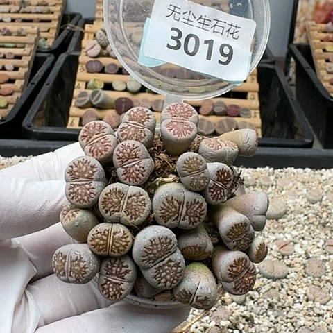 3019，菊化石切糕特价