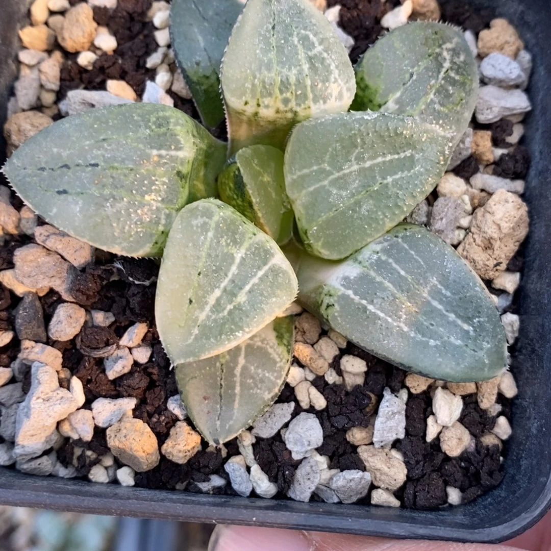 一颗实生磨面寿锦