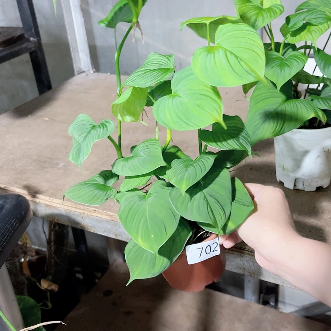 完全开放702秘鲁蔓绿绒