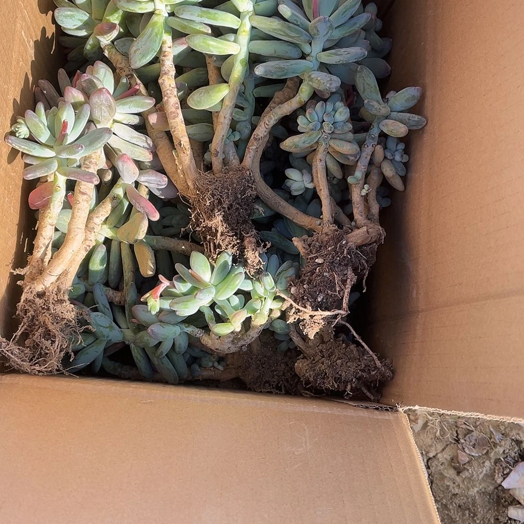 小号箱苹果奶不售后