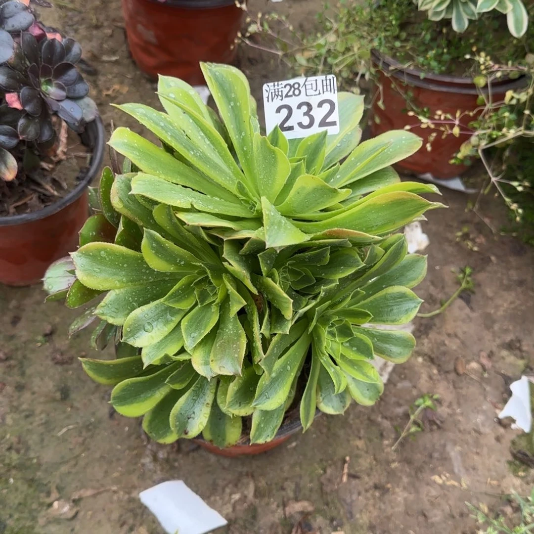青檬多肉232满28包邮断枝不包