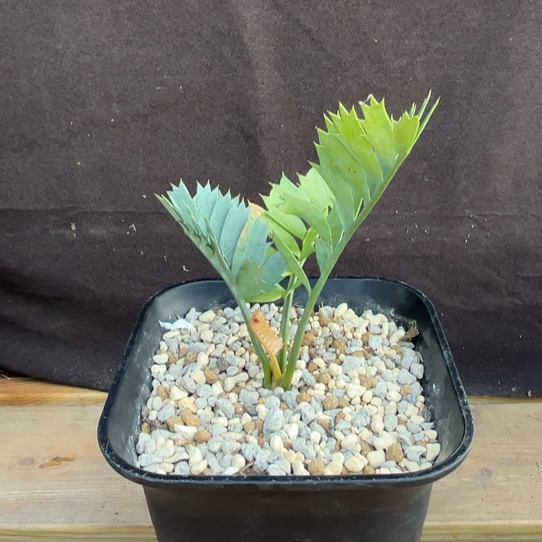 汤圆植物侏儒蓝棘铁好看