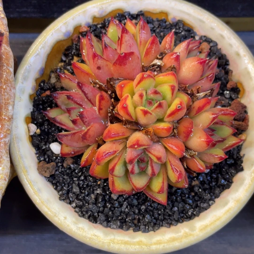 多肉植物盆栽多肉