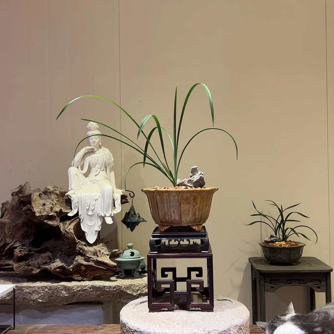 大部分花苞少量开放富贵红